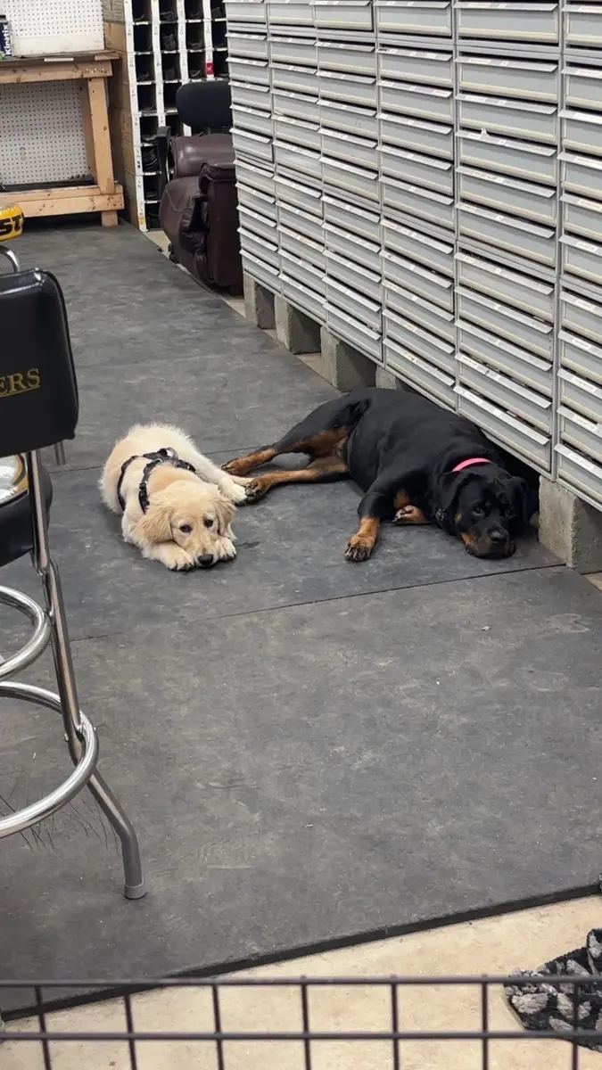 Shop dog Millie napping with a puppy in the parts room