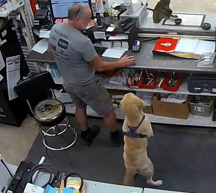 Shop dog begging at the sales counter