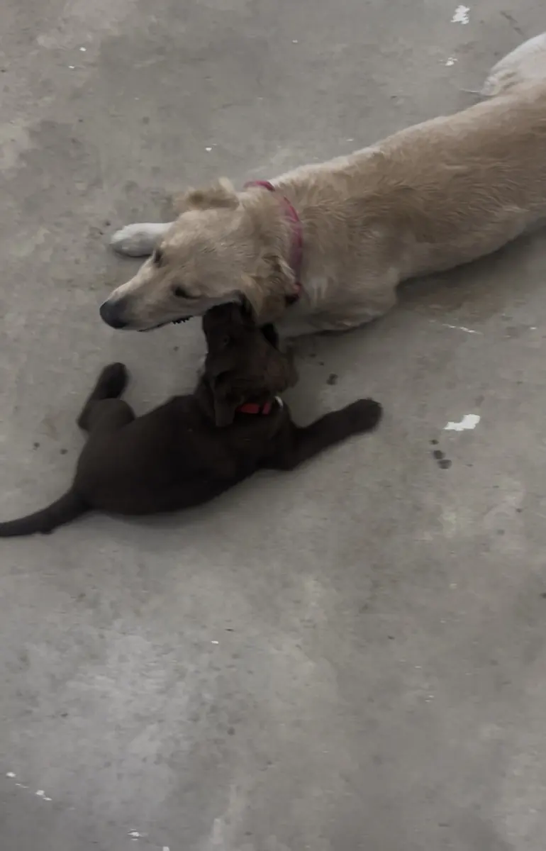 Two shop dogs playing in the store